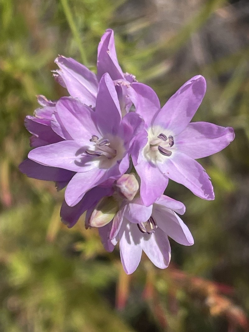 Ixia alticola photo 6