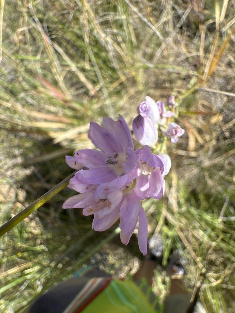 Ixia alticola photo 7
