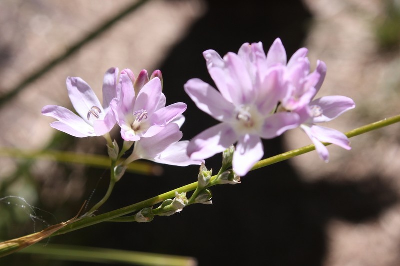 Ixia alticola photo 8