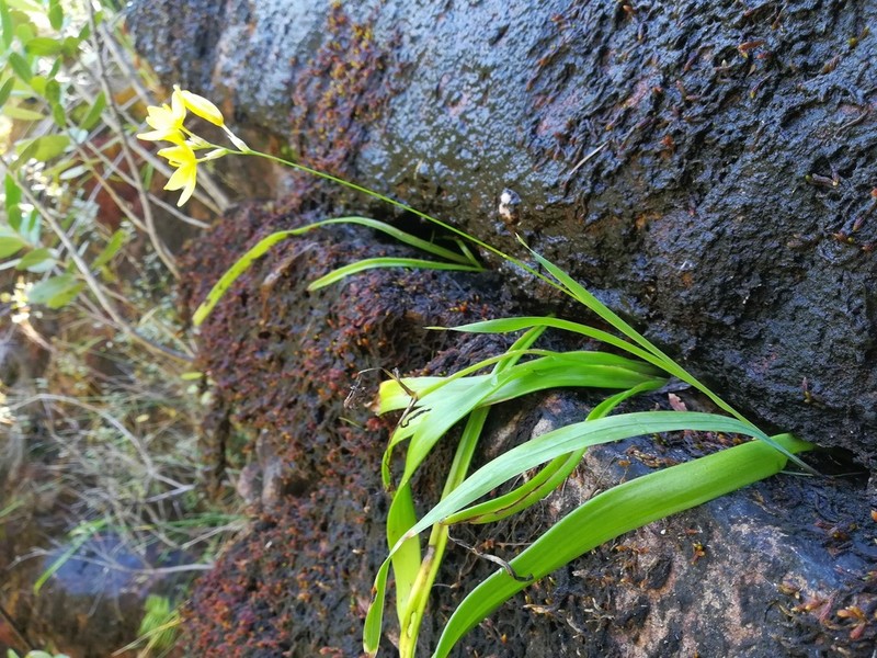 Ixia angelae