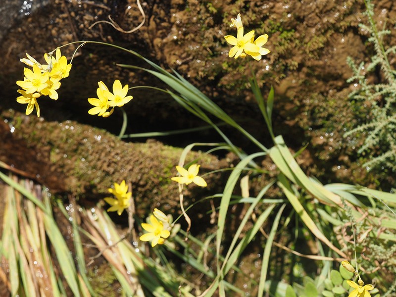 Ixia angelae photo 3