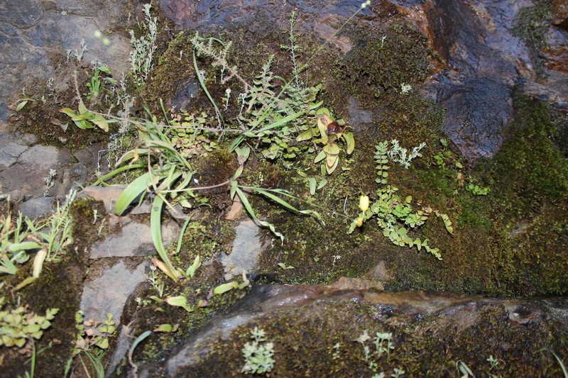 Ixia angelae photo 4