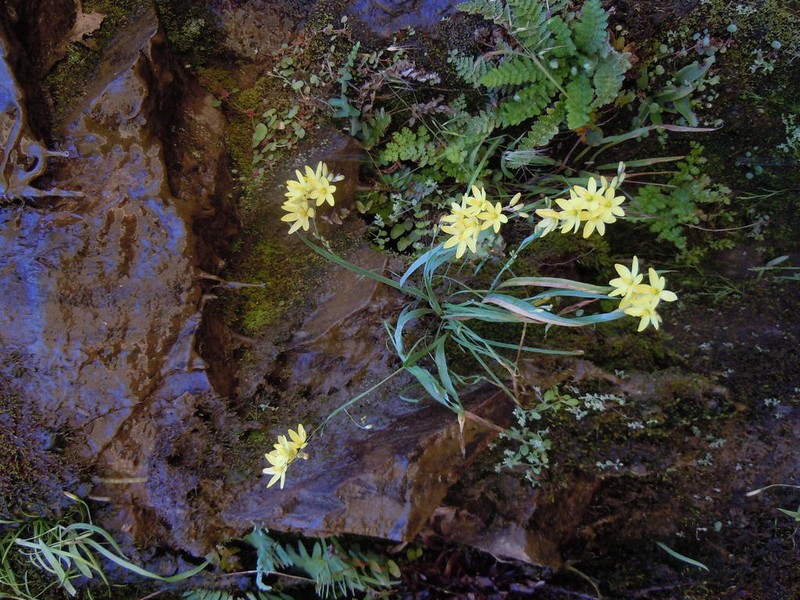 Ixia angelae photo 5