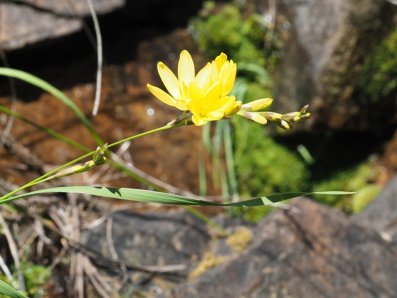 Ixia angelae photo 6