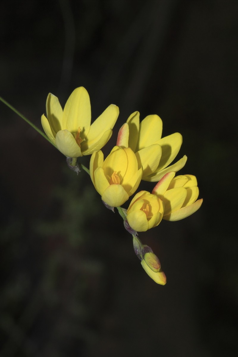 Ixia angelae photo 7