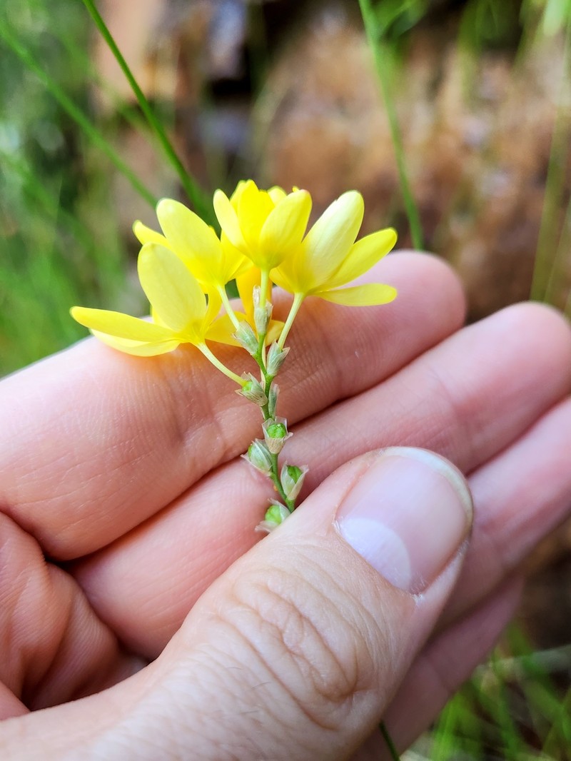 Ixia angelae photo 8