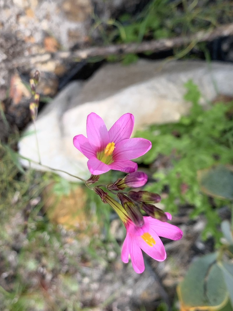 Ixia arenosa photo 2