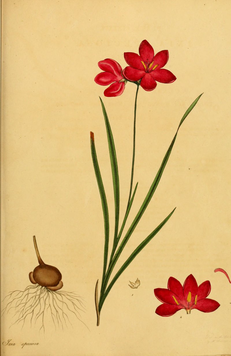 Belllflower African Cornlily photo 6