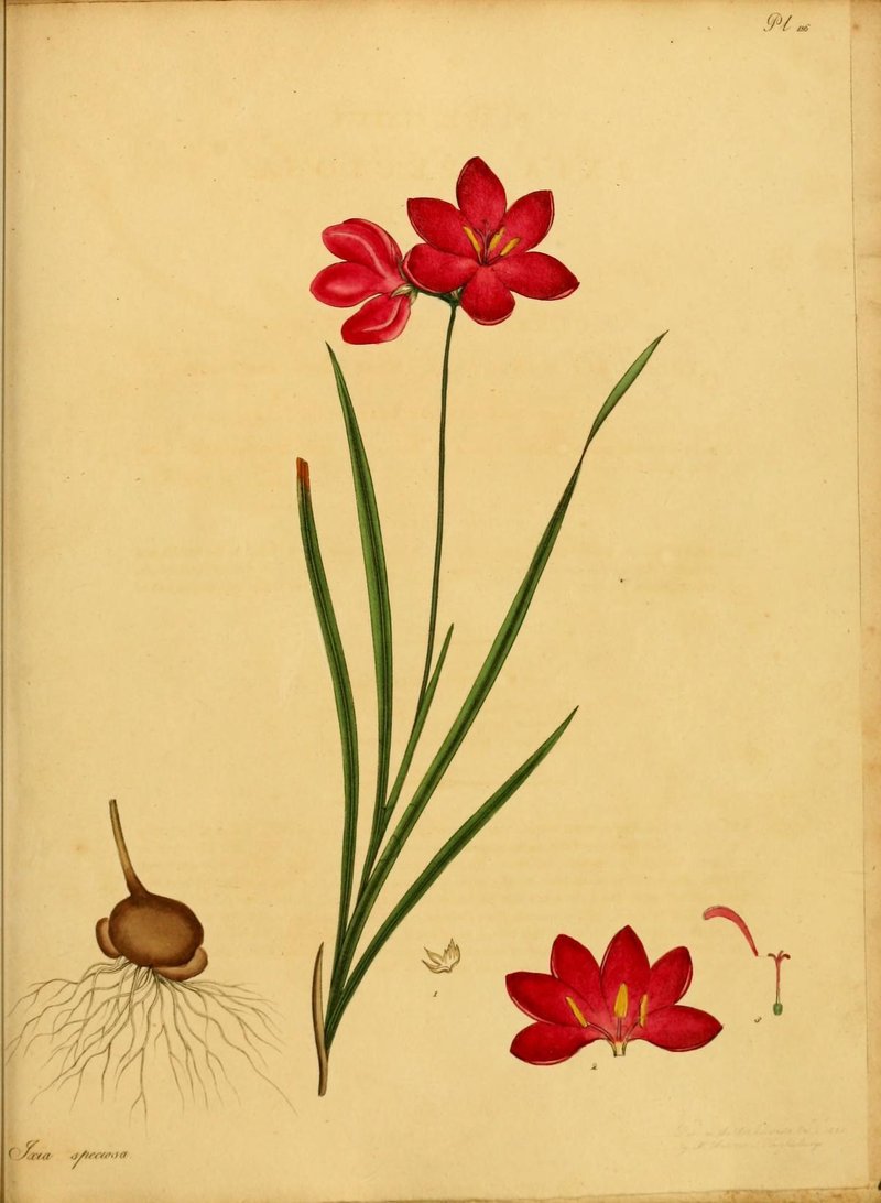 Belllflower African Cornlily