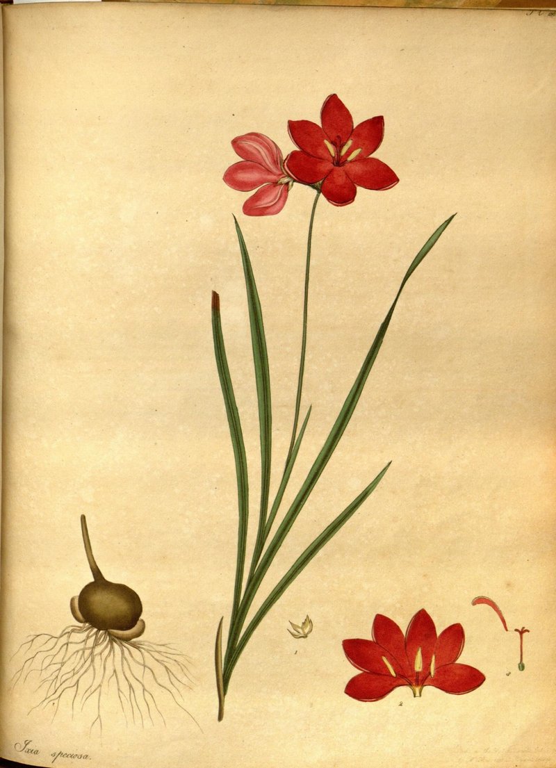 Belllflower African Cornlily photo 7