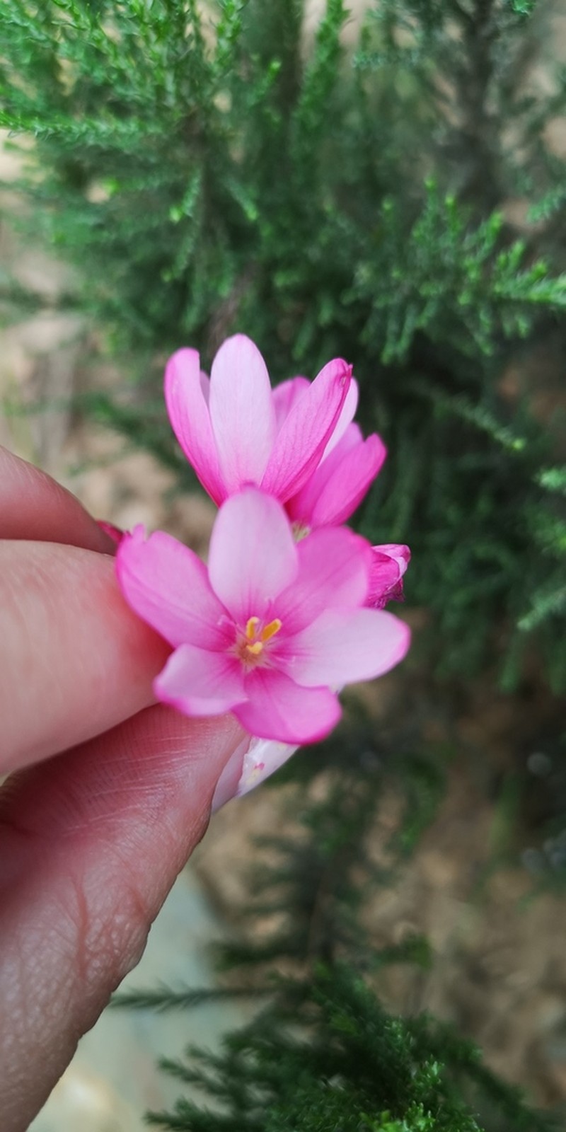 Ixia helmei photo 3