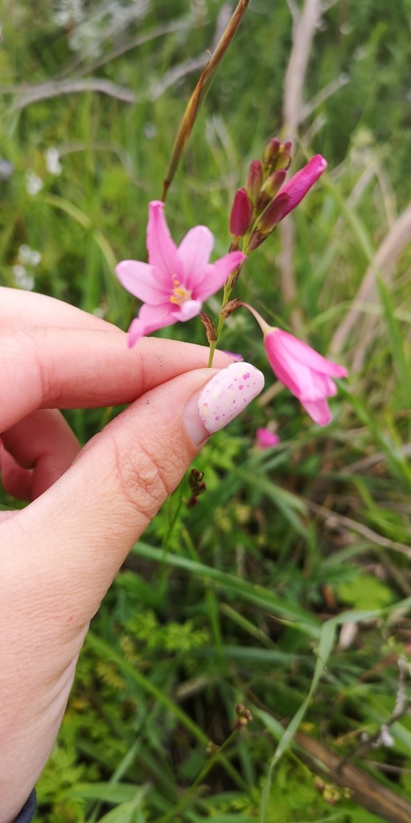 Ixia helmei photo 4