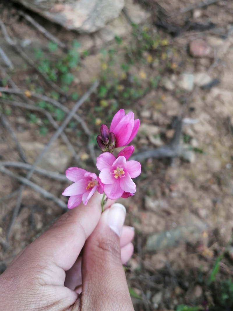 Ixia helmei photo 5