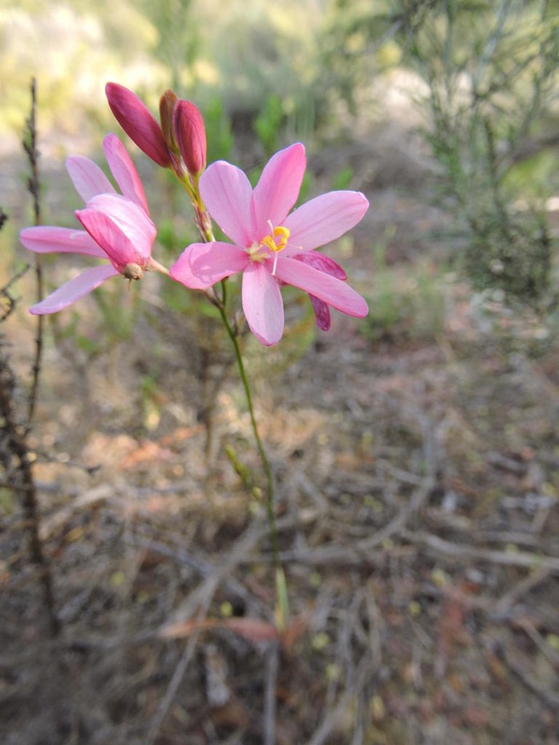 Ixia helmei photo 6