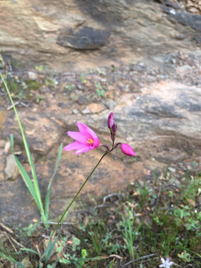 Ixia helmei photo 7