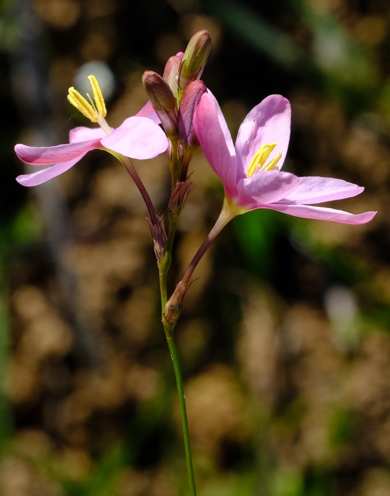 Ixia helmei photo 8