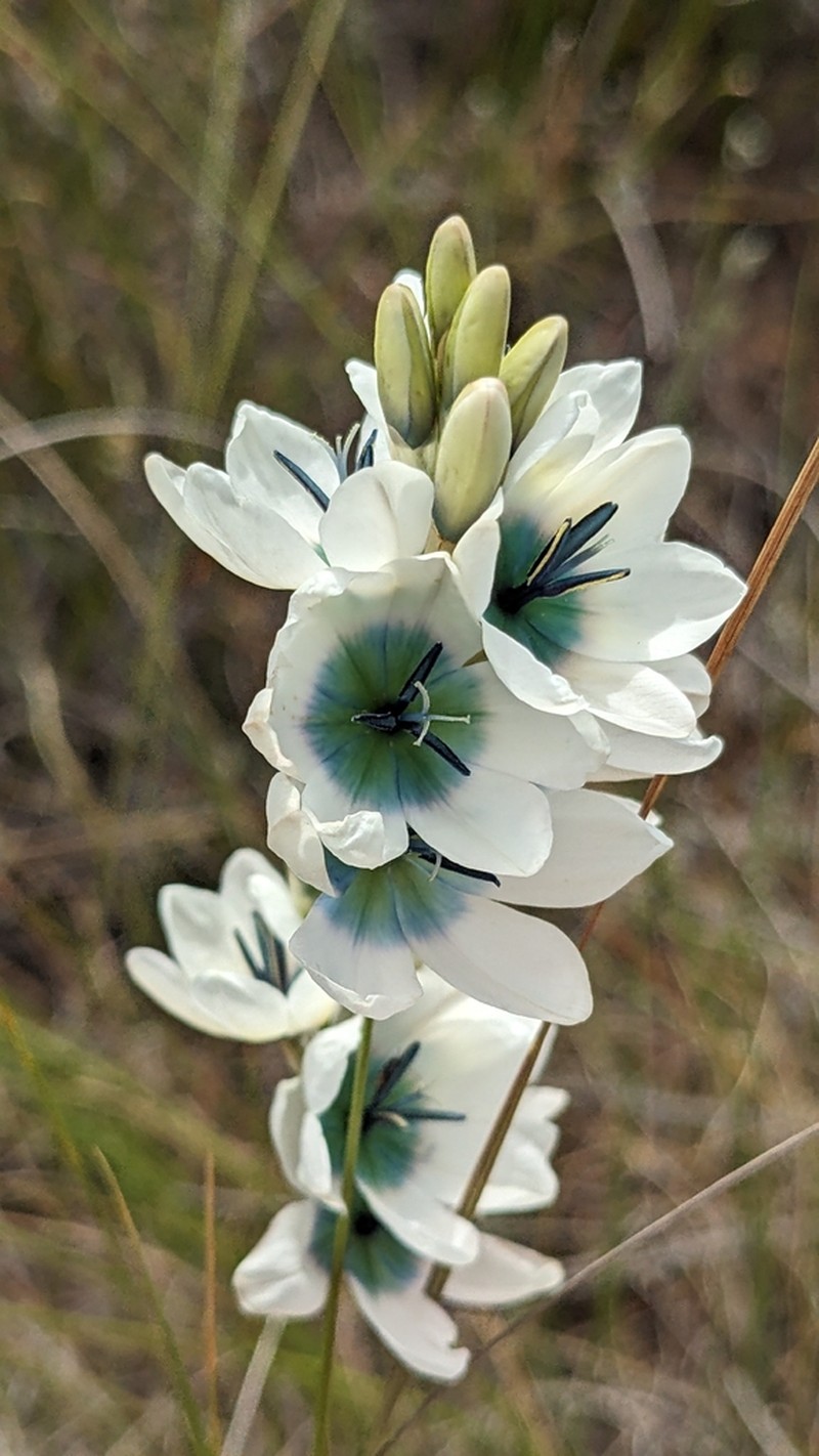 Ixia longistylis