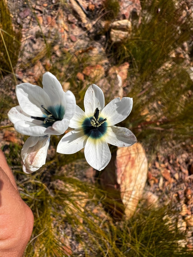 Ixia longistylis photo 2