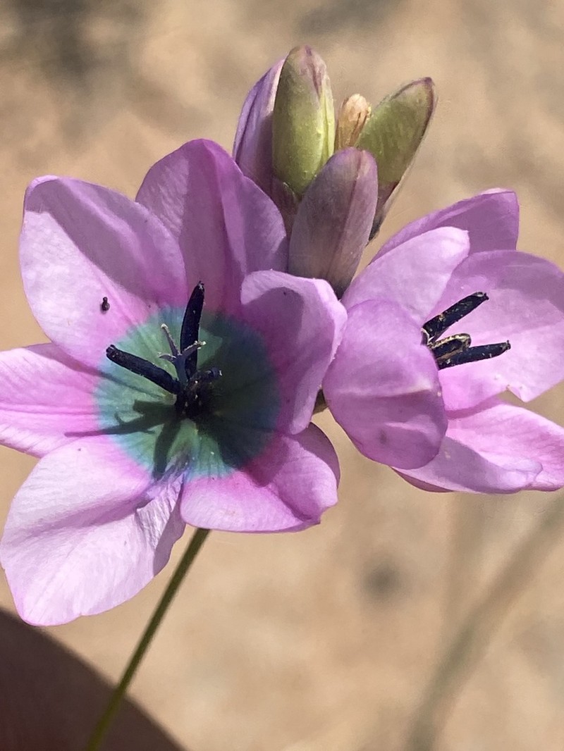 Ixia longistylis photo 3