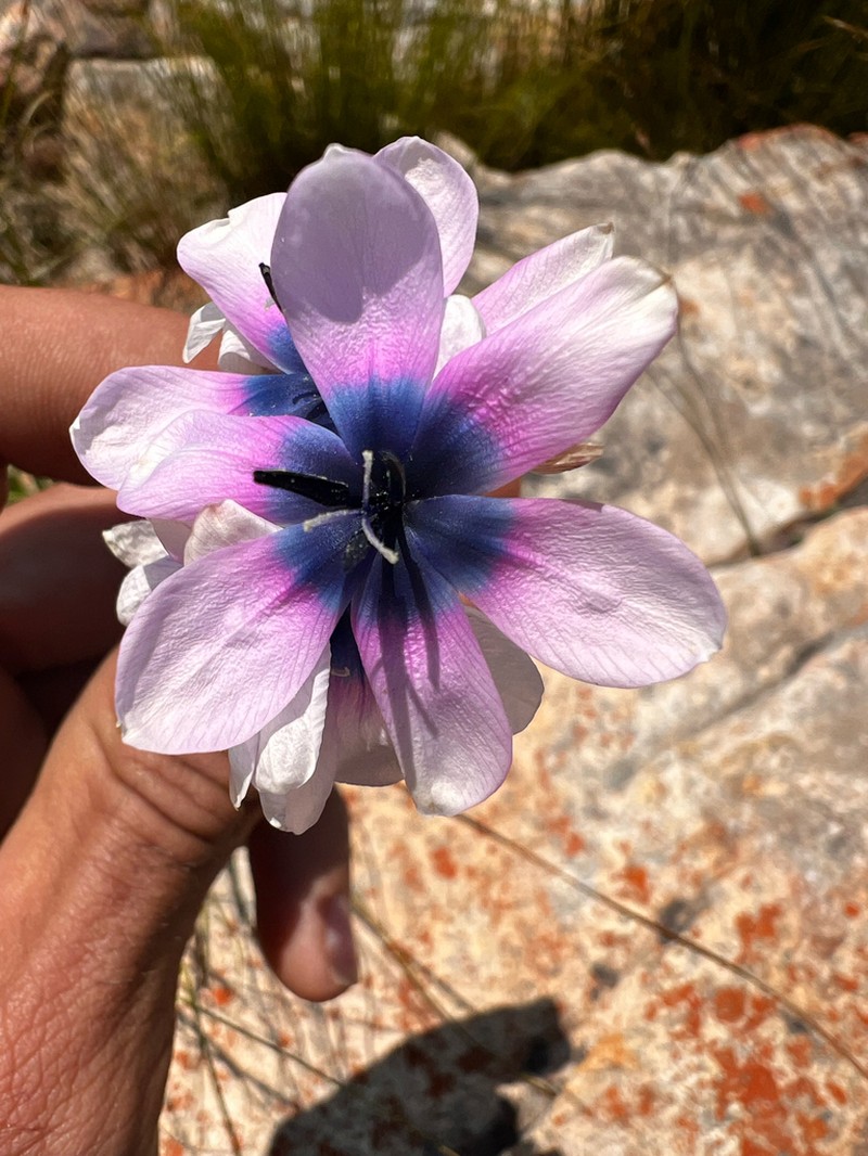 Ixia longistylis photo 4