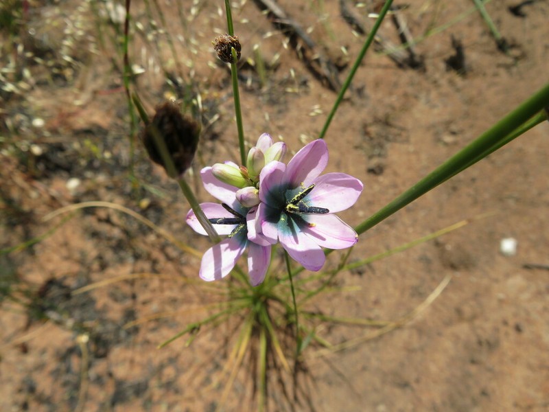 Ixia longistylis photo 5