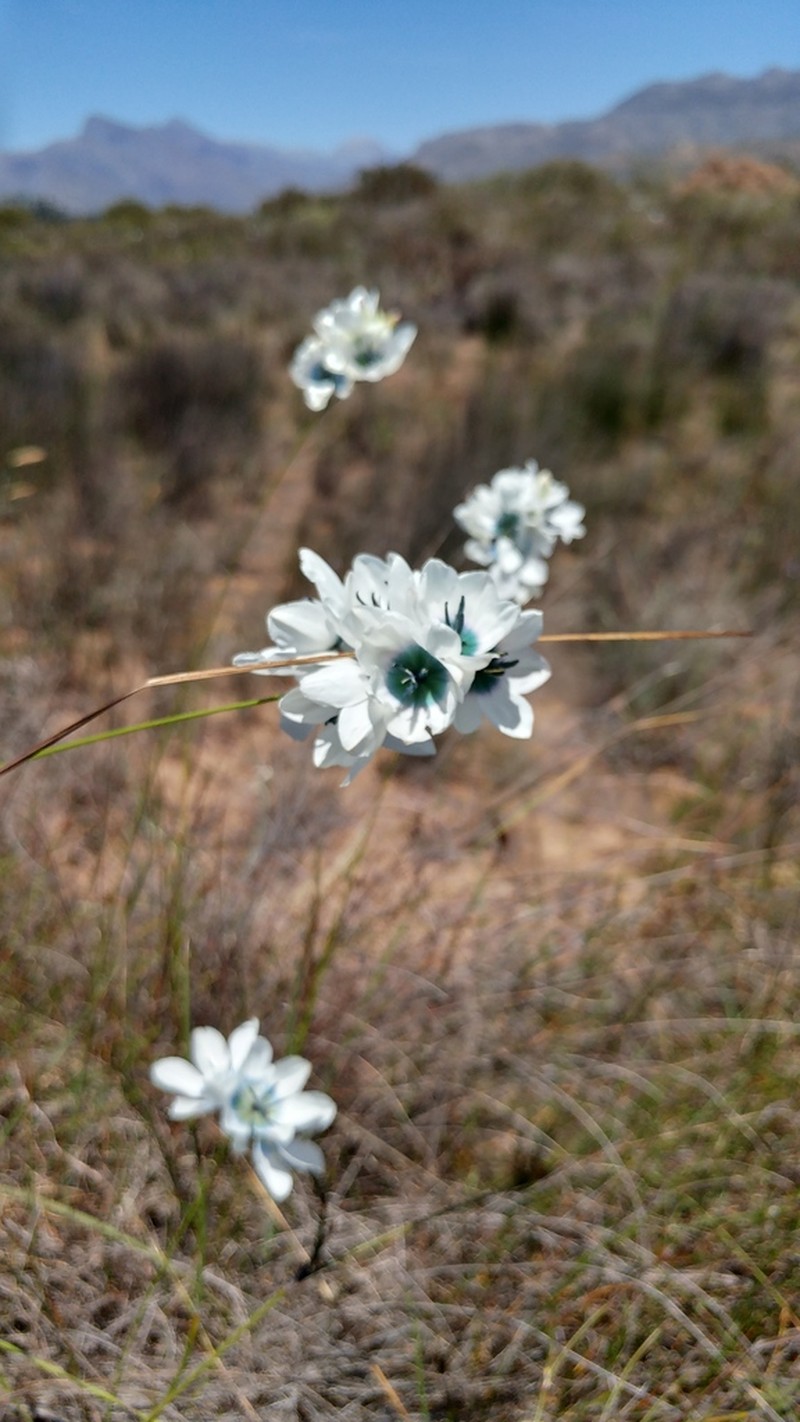 Ixia longistylis photo 6