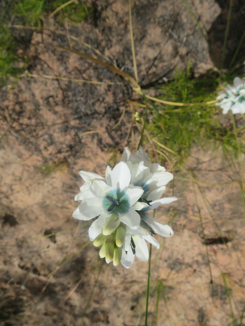Ixia longistylis photo 7