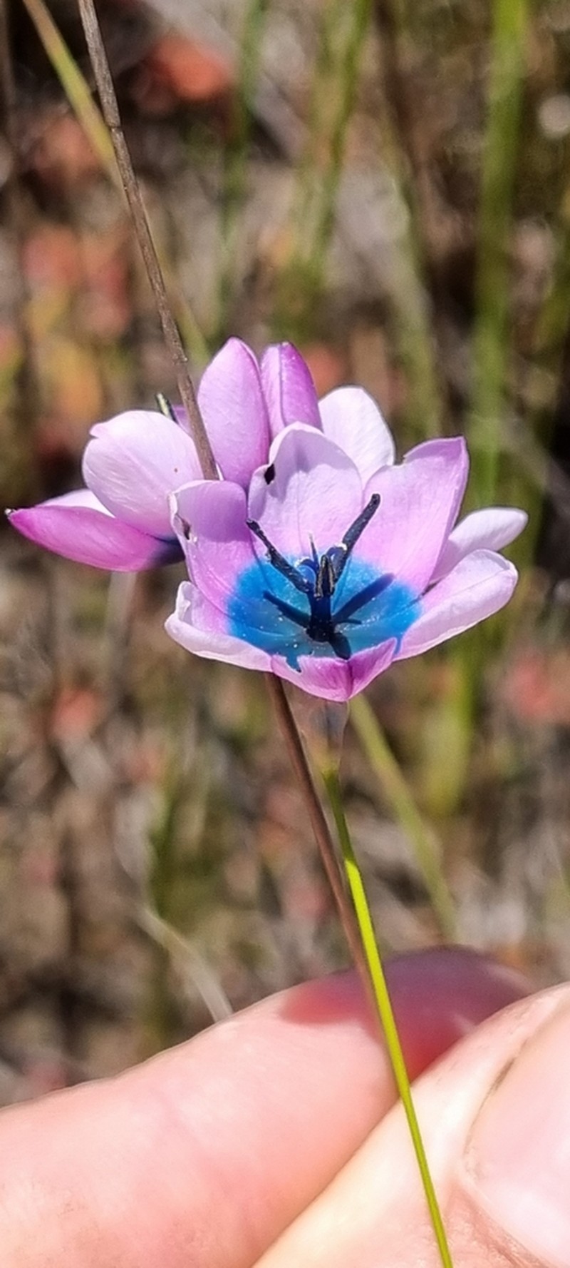 Ixia longistylis photo 8