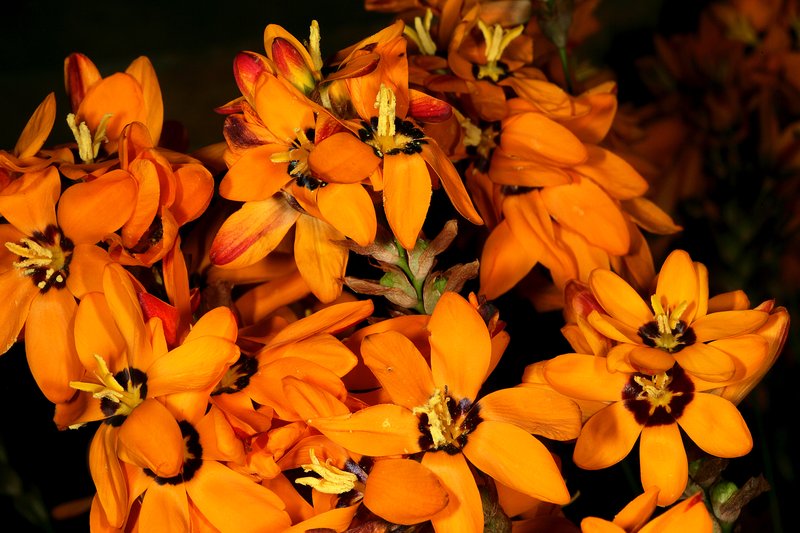 Spotted African Cornlily photo 5