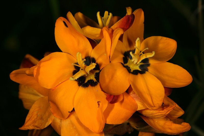Spotted African Cornlily photo 6