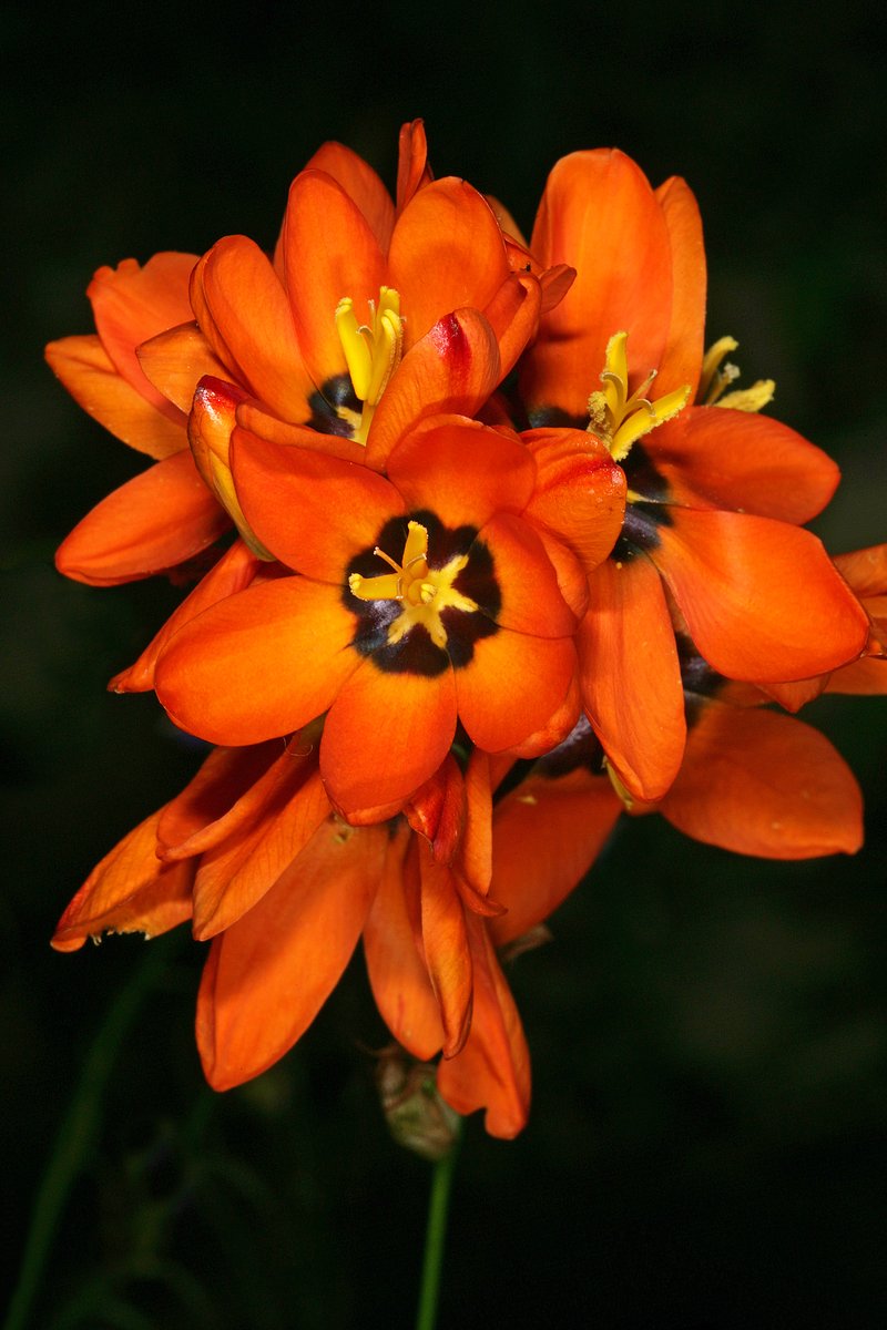 Spotted African Cornlily photo 7