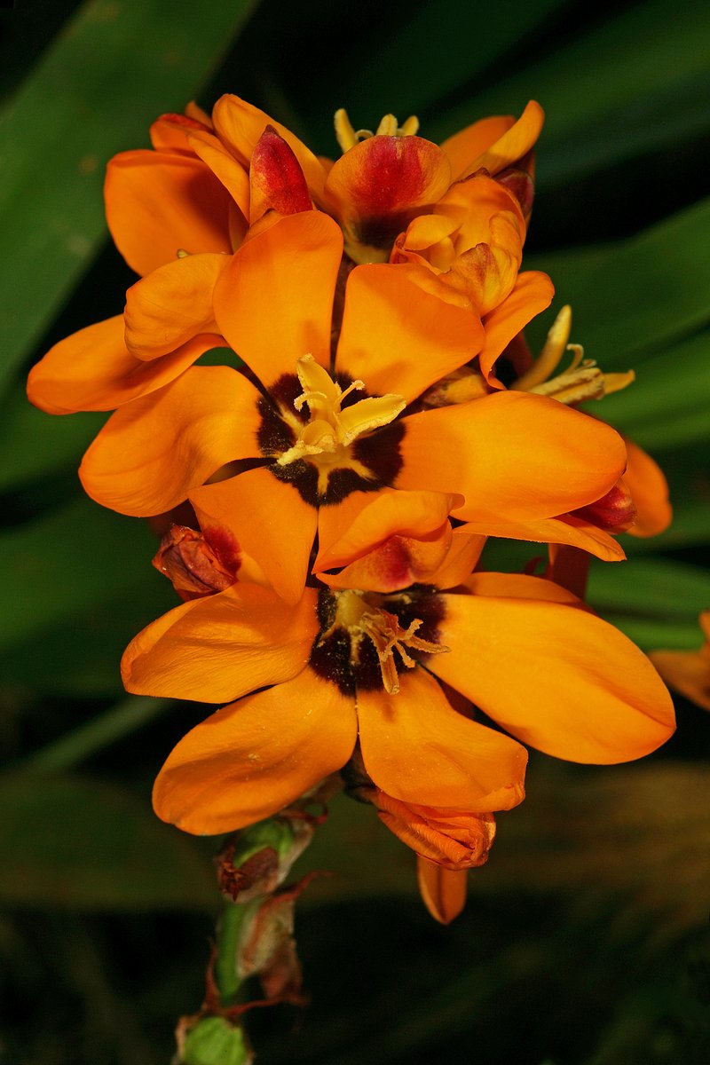 Spotted African Cornlily photo 8