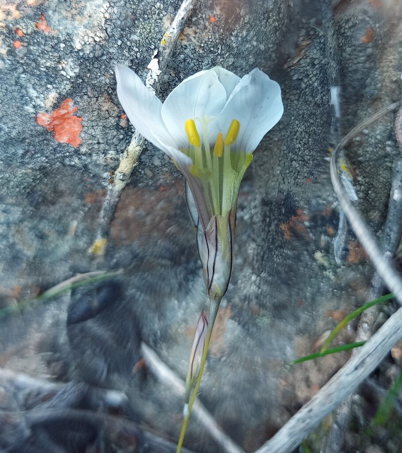 Ixia nutans