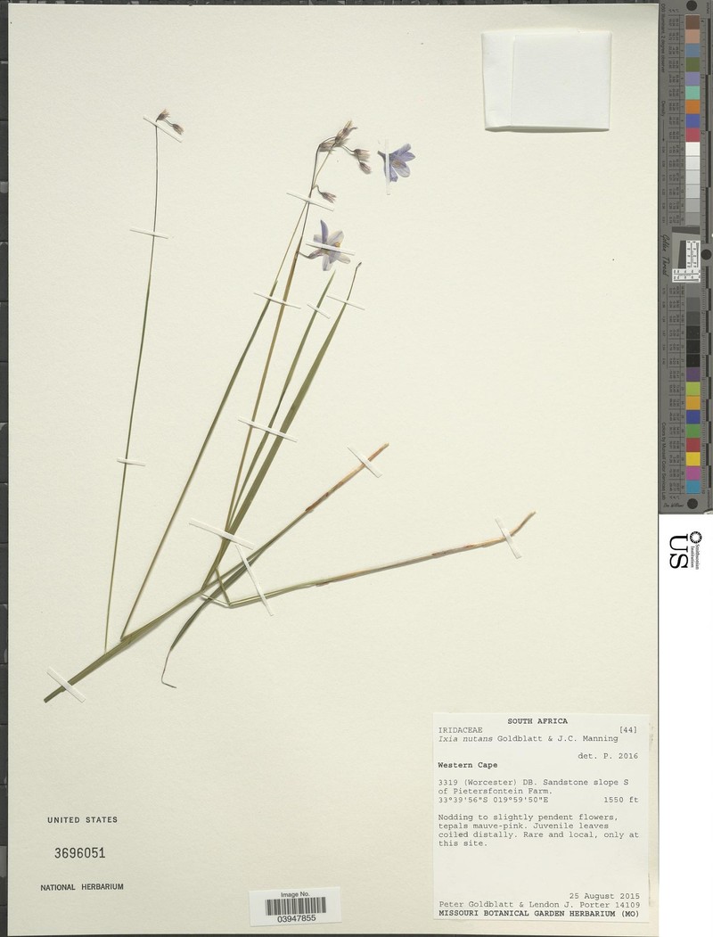 Ixia nutans photo 3