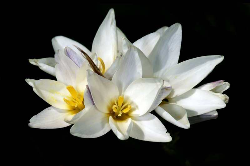 White-And-Yellow-Flower Cornlily photo 4