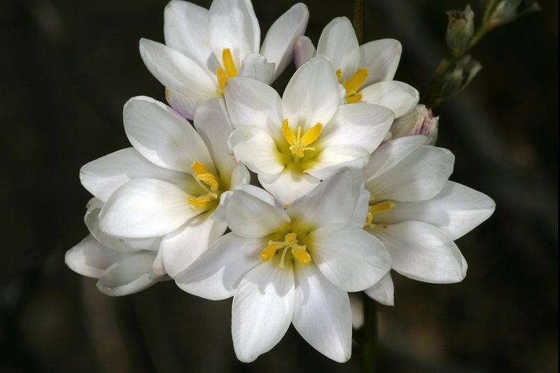 White-And-Yellow-Flower Cornlily photo 5