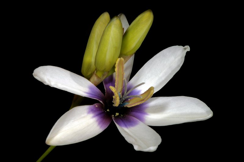 White-And-Yellow-Flower Cornlily photo 6