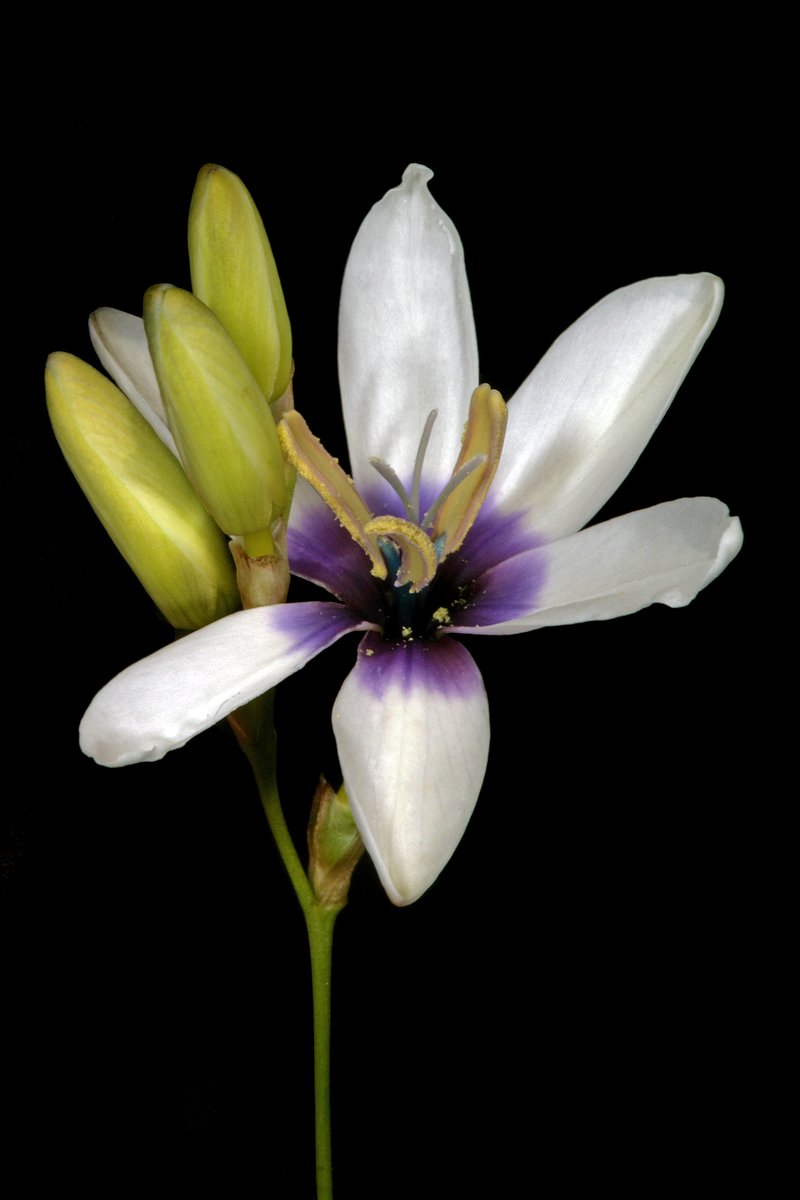 White-And-Yellow-Flower Cornlily photo 7