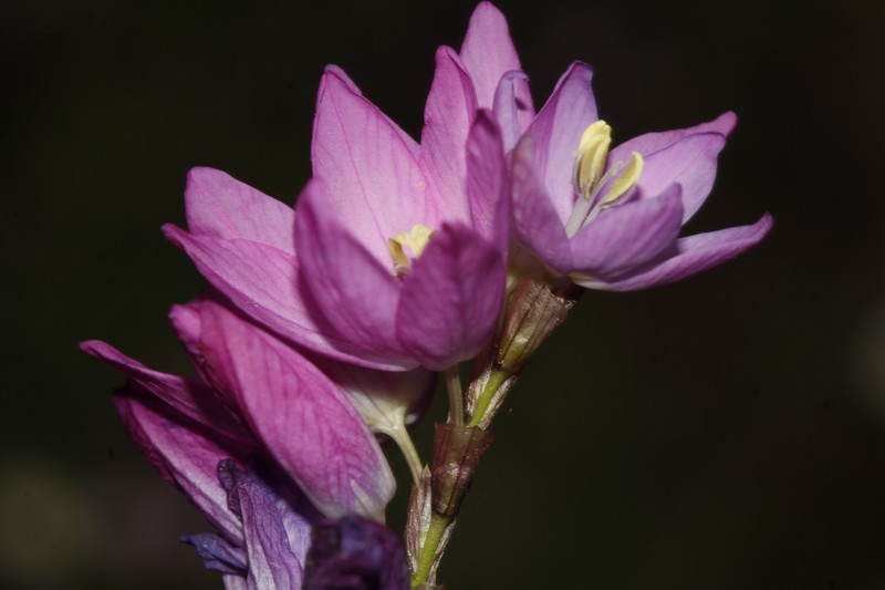 Ixia roseoalba photo 2
