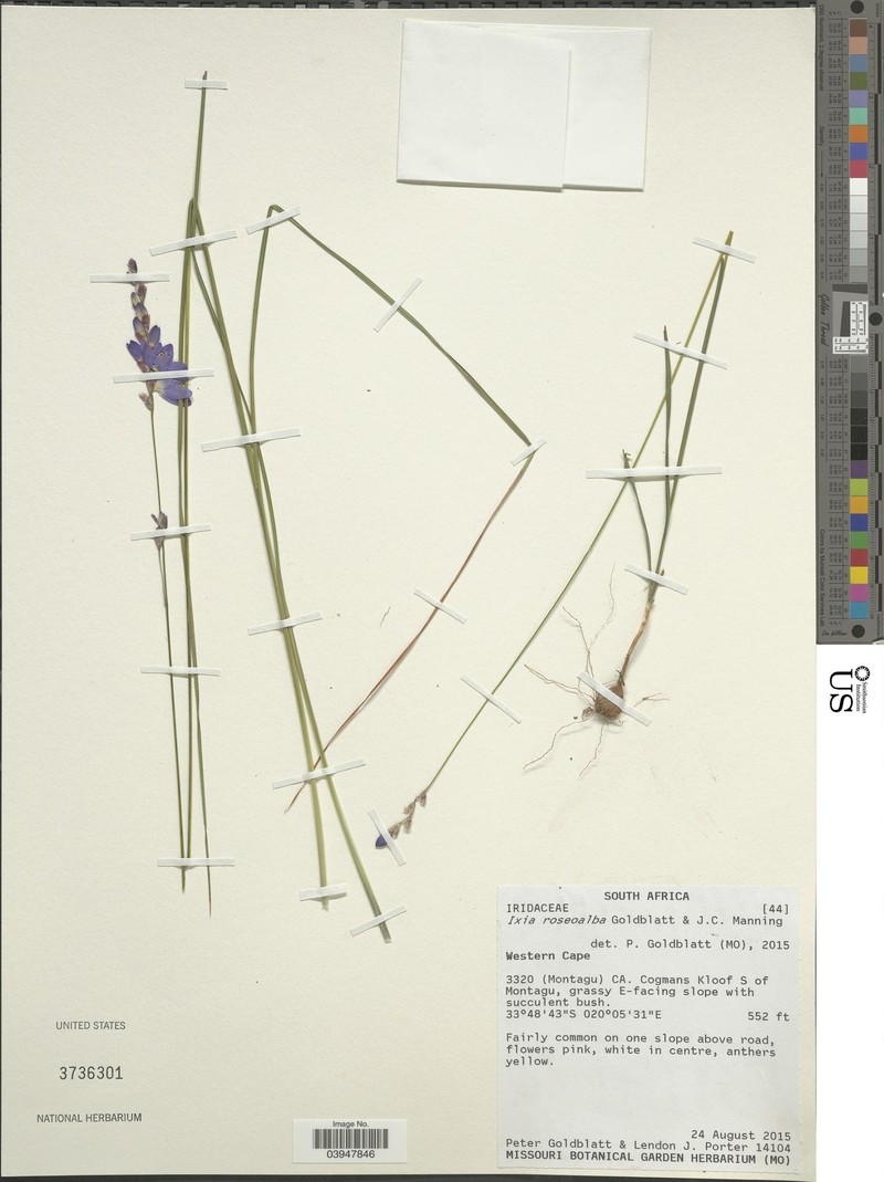 Ixia roseoalba photo 3