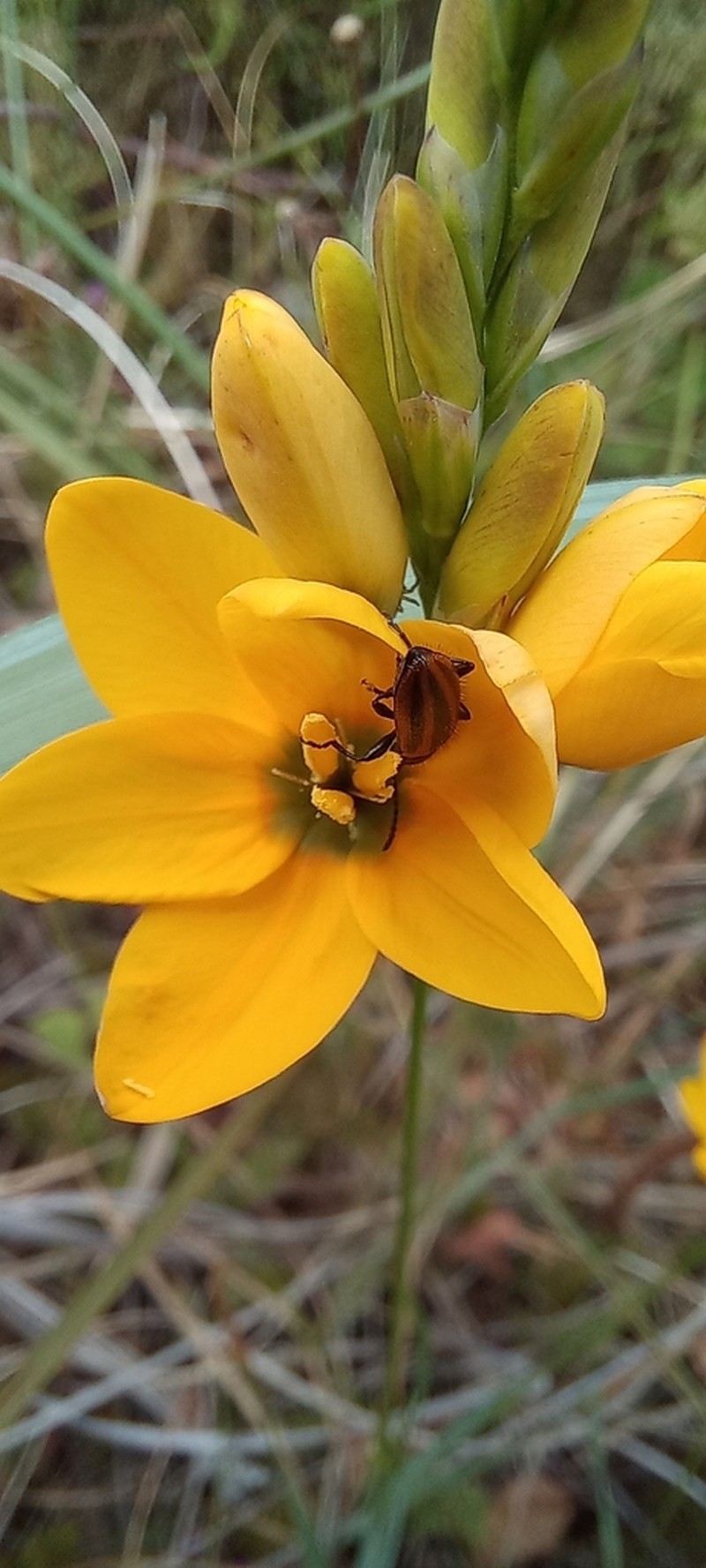 Ixia sarmentosa
