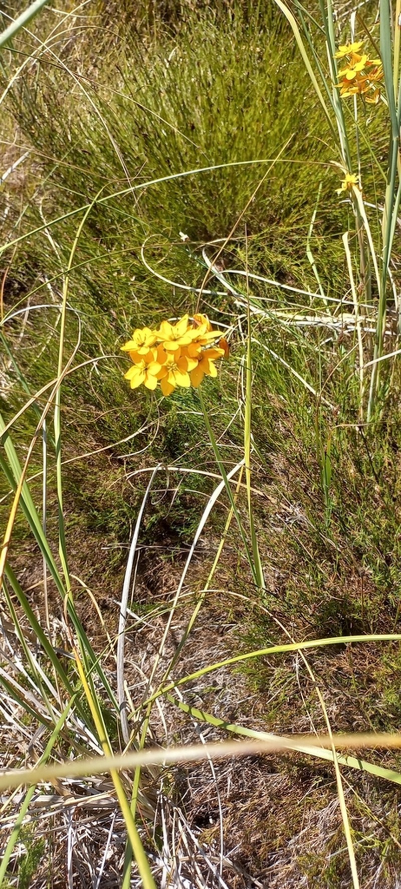 Ixia sarmentosa photo 2