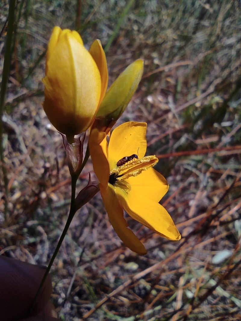 Ixia sarmentosa photo 3