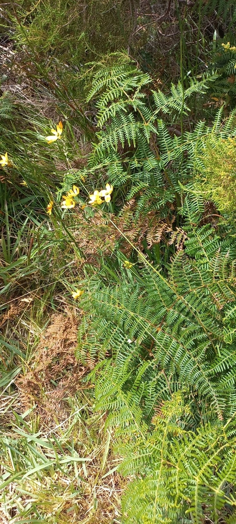 Ixia sarmentosa photo 4