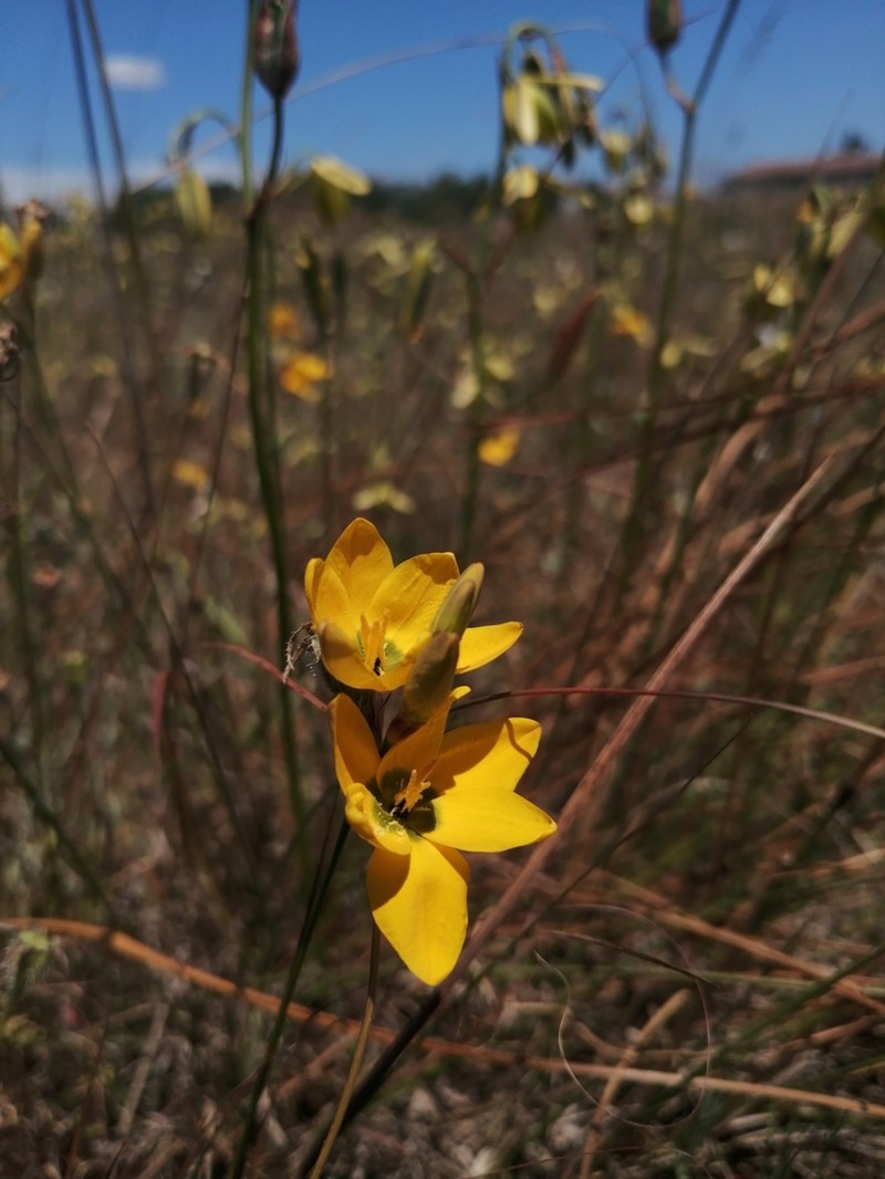 Ixia sarmentosa photo 5