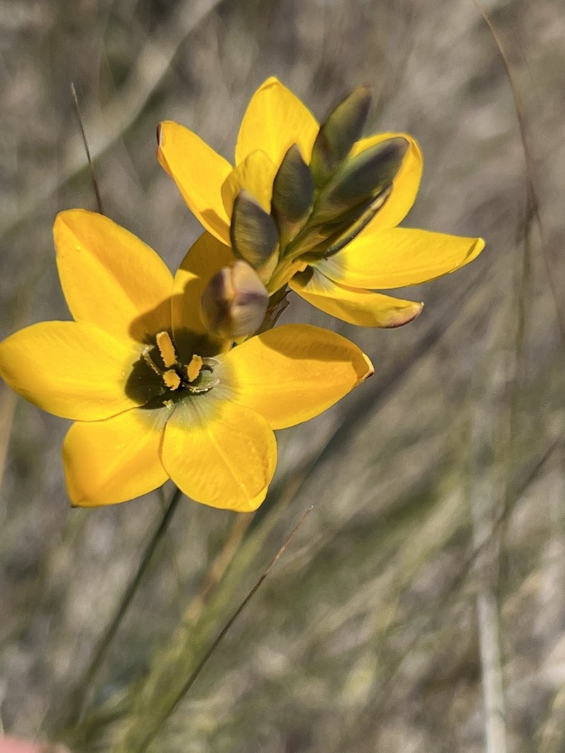 Ixia sarmentosa photo 6