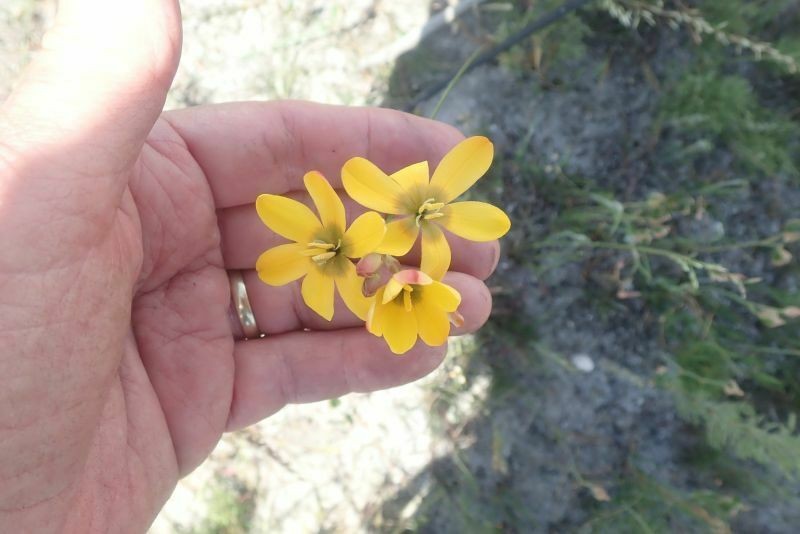 Ixia sarmentosa photo 7