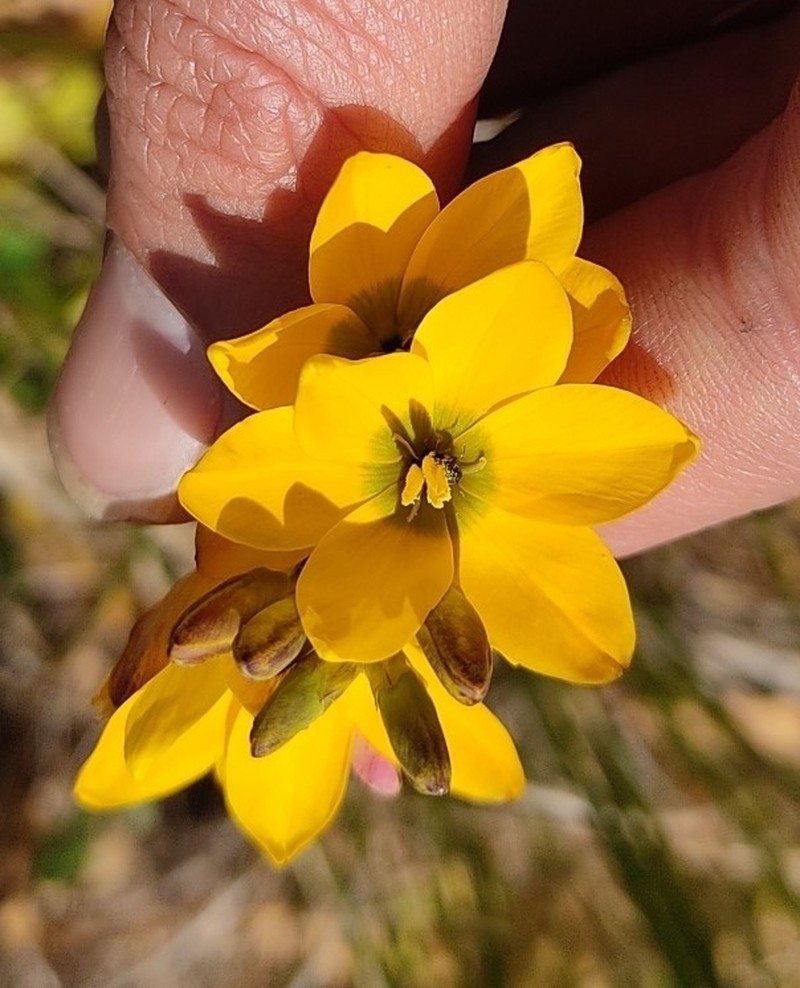 Ixia sarmentosa photo 8