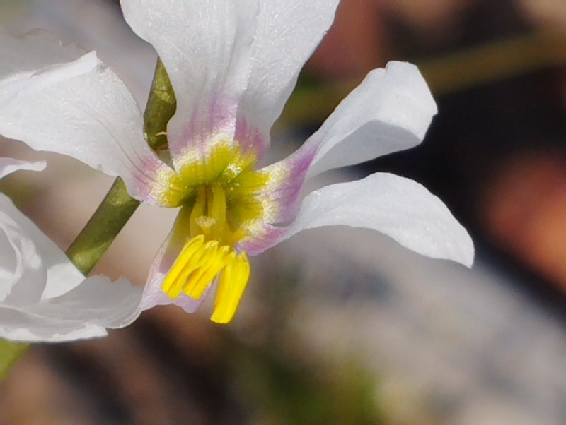 Ixia scillaris subsp. lata