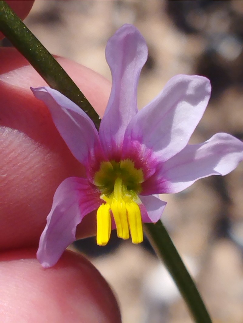 Ixia scillaris subsp. lata photo 2